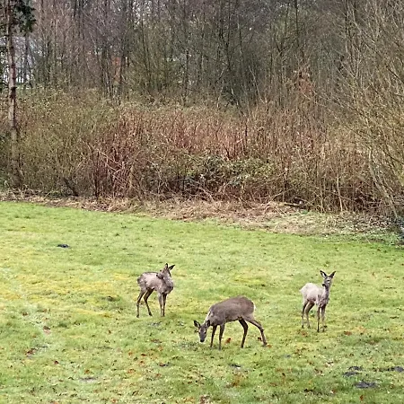 Ferienwohnung zwischen Wald und See Jever Exterior foto