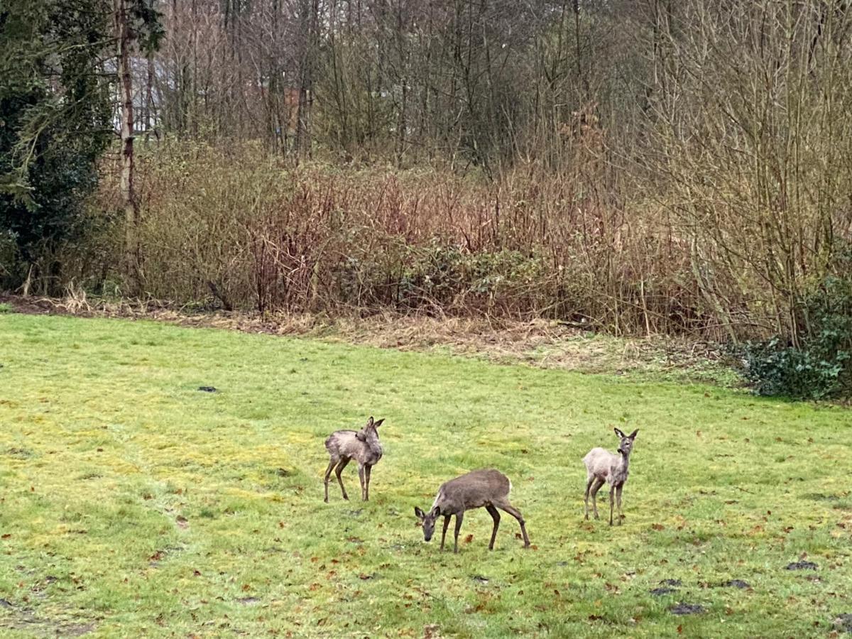 Zwischen Wald Und